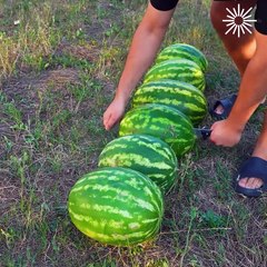 The most refreshing watermelon drink ever🍉🍉