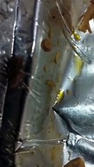 VÍDEO: Policiais denunciam marmita com comida estragada e repleta de larvas
