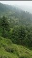 Forest Land 80% Shangla District #pakistan #forest #swatvalley #malakand #viral #trending