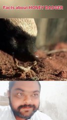 The Most Fearless Animal on Earth – Honey Badger! #yt