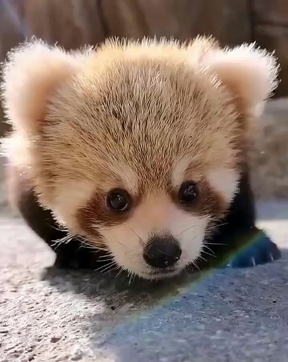 🐼 **Prepare to be enchanted by the world of Pandas!** 🌍 Dive into this ca