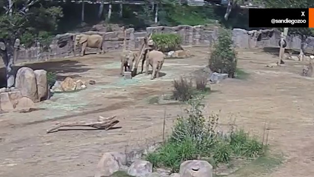Beeindruckendes Video: Erdbeben in Kalifornien bringt Elefanten dazu, ihre Jungen zu schützen