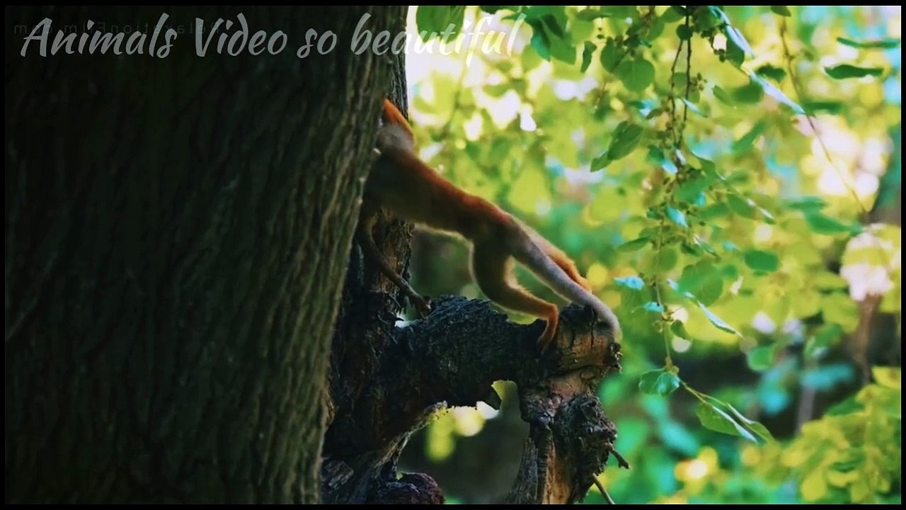 Cute Baby Animals 🐻 4K - Relaxation Film with Peaceful Relaxing Music and Animals Video Ultra HD Part 12