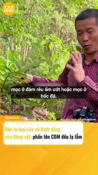 Loại cây có hình dạng như con trâu non