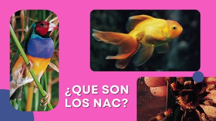 [#Podcast] Nuevos Animales de Compañía - New Companion Animals