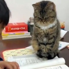 The kitten is seriously supervising the master's homework