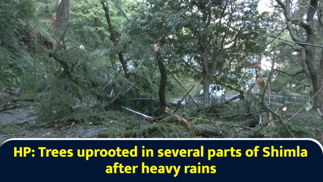 HP: Trees uprooted in several parts of Shimla after heavy rains