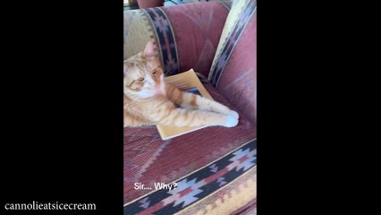 Cat Vibes Only, No Rules 😂 Funniest Cat Videos 2025