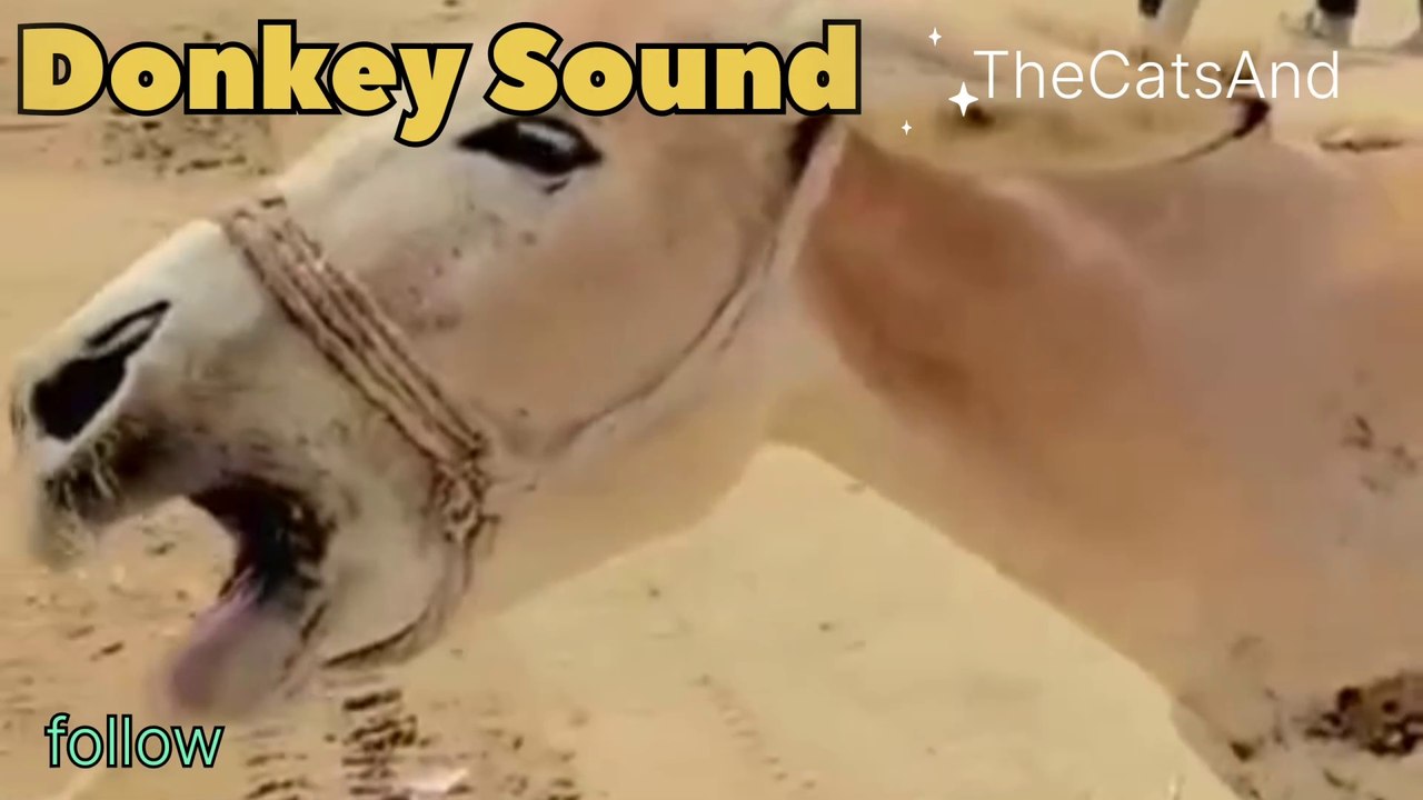 Funny Donkey Sound Dailymotion | why do donkeys Sound funny  #foryou #funny #comedy #sound #domkey #laughing #voice #dailymotion #dailymotionvideo