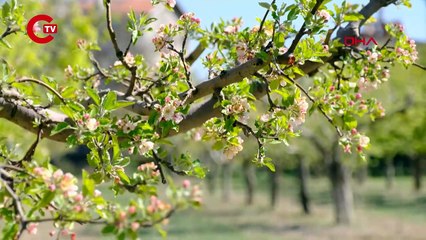 Konya Ovası'ndaki meyve bahçelerini don vurdu