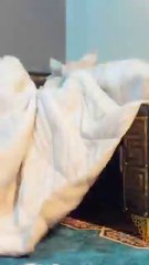 Small Child, Big Laughs! 😂🤣 | Hilarious Moments That Will Melt Your Heart#viral+#funny+#shorts+#foryou+#comedy