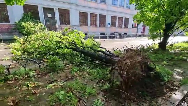 Maltempo a Milano: grosso albero caduto in via Pietro Colletta
