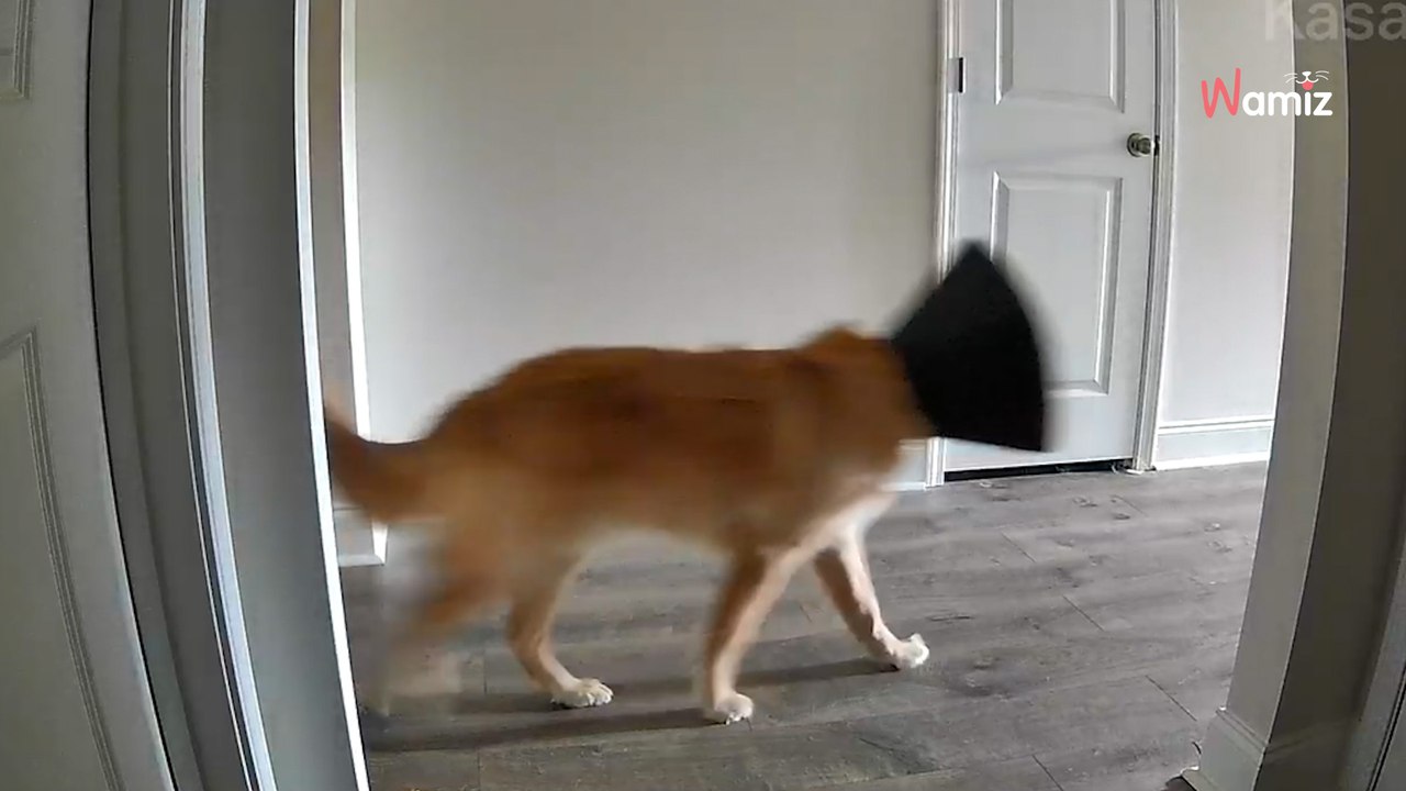 Un chien vole la collerette de son frère et amuse plus de 6 millions d’internautes sur TikTok (Vidéo)