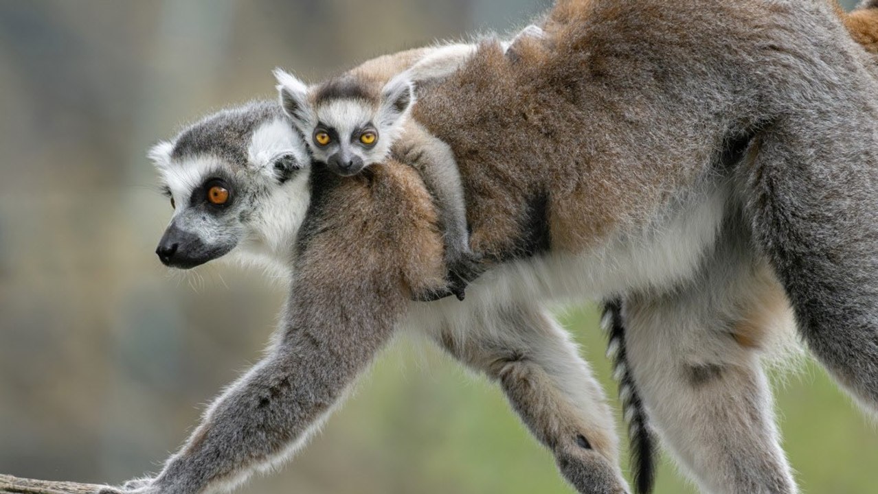 Nachwuchs bei den Kattas im Wiener Zoo Schönbrunn