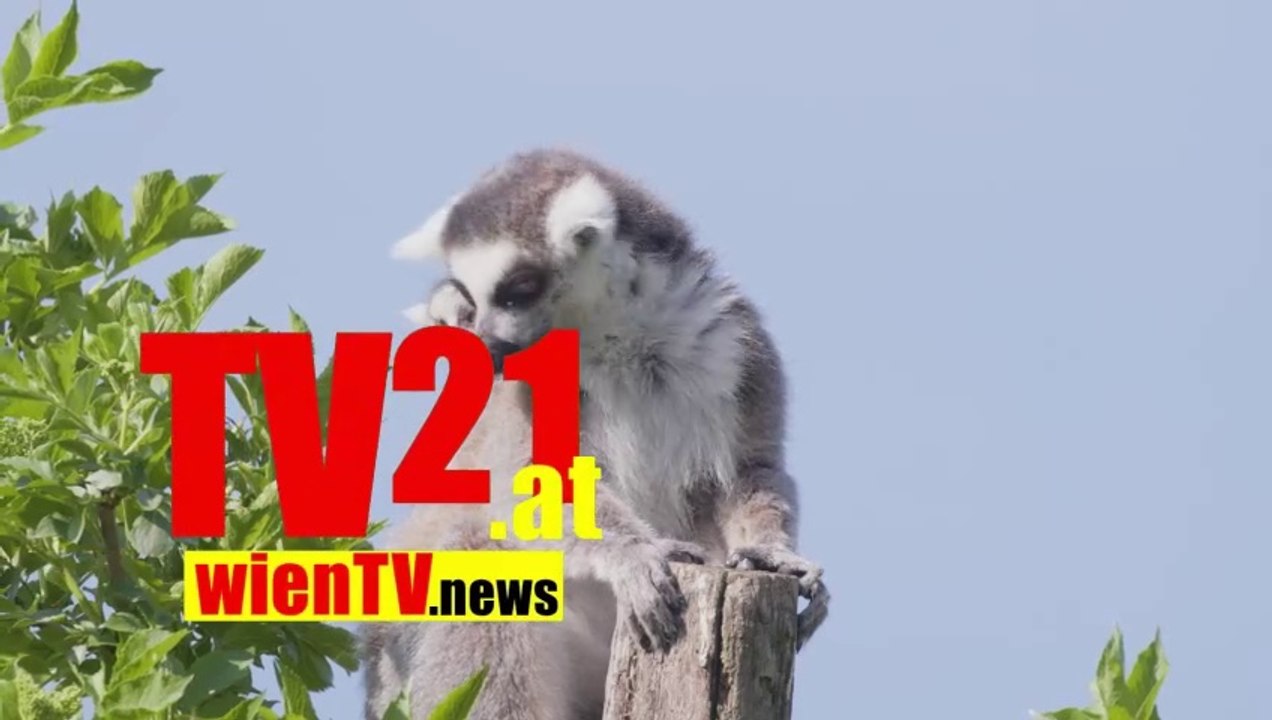 Katta Nachwuchs im Tiergarten Schönbrunn