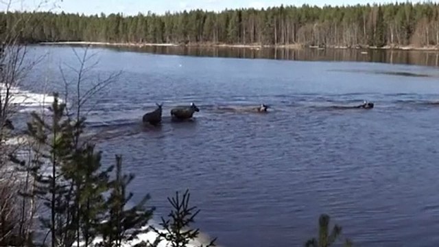 Cada primavera, estos alces migran… y millones de personas no pueden dejar de verlos