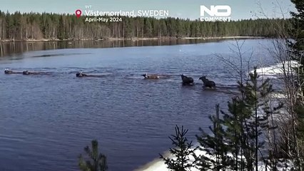 Milioni di persone seguono la migrazione degli alci in Svezia