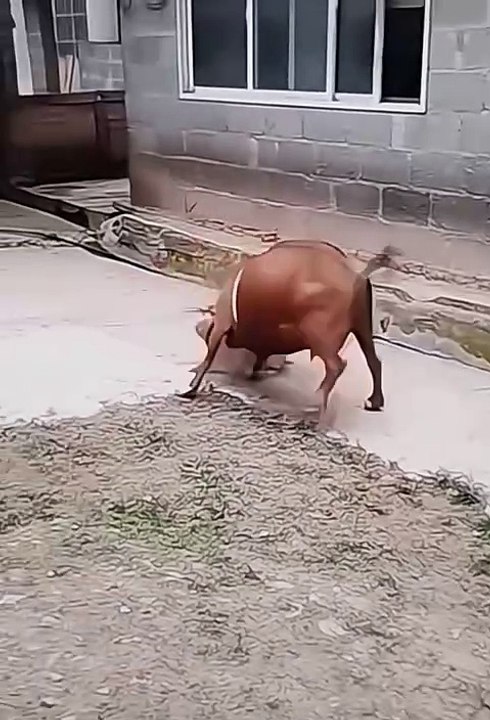 Funny Animals 😼Cute Animals  #short #cuteanimals #funnyanimals #shortsfeed