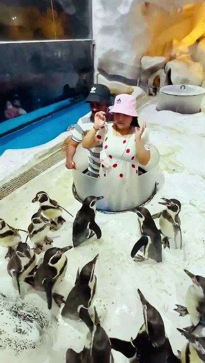 Feeding Penguins