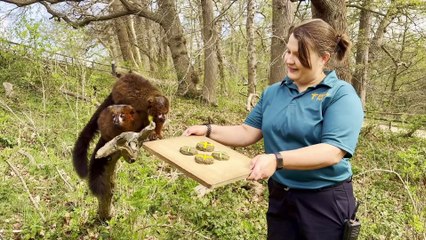 Lemurs enjoy a special Easter treat at West Midlands Safari Park