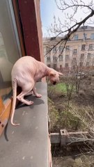 Fail Cats Compilation - Funny Videos🐈  Fail Cats Compilation | Funny Video