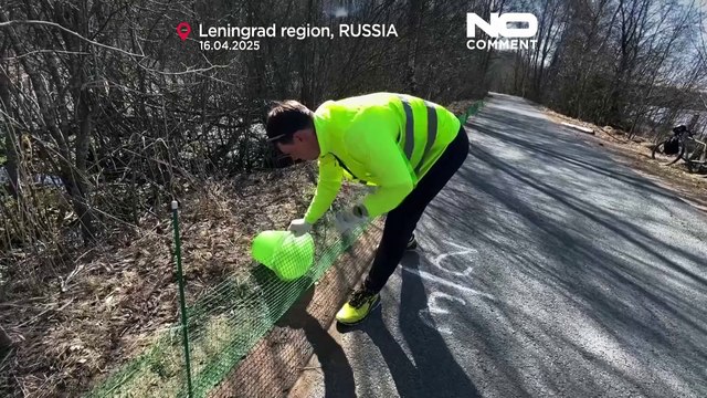 Voluntários ajudam sapos a atravessar estrada na Rússia para chegar a locais de desova