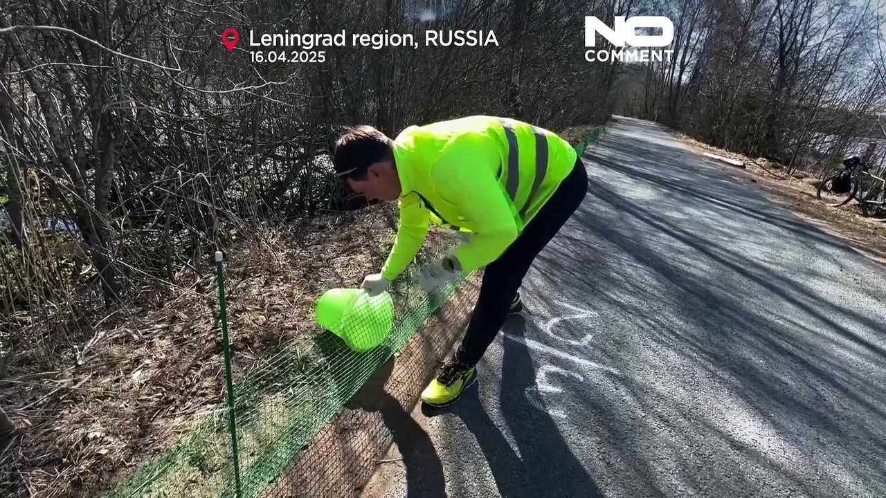 Russland: Freiwillige helfen Fröschen bei der Straßenüberquerung