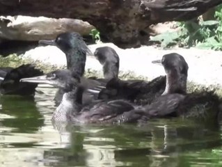 Vom Aussterben bedrohte Vögel kommen in Prag zur Welt