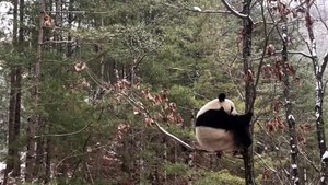 17- The daily life of pandas