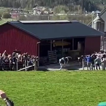 Ces vaches sont tellement contentes d'aller au près