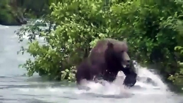 Un Grizzly se met à courir vers ces touristes... grosse frayeur