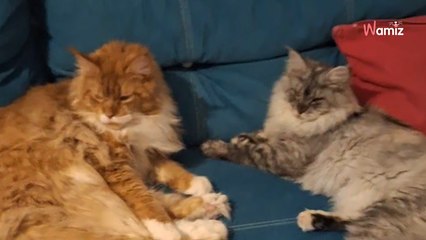 Immer traurig: Doch plötzlich hat dieser Kater ein besonderes Antidepressivum