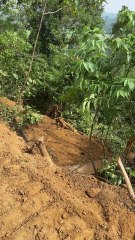 Palm Terrace Mastery on Sloped Land Using the D6R XL Bulldozer