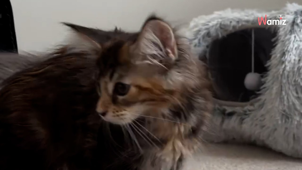 To video podbiło sieć: Pojechali po jednego kociaka maine coon, wrócili do domu z całą gromadką