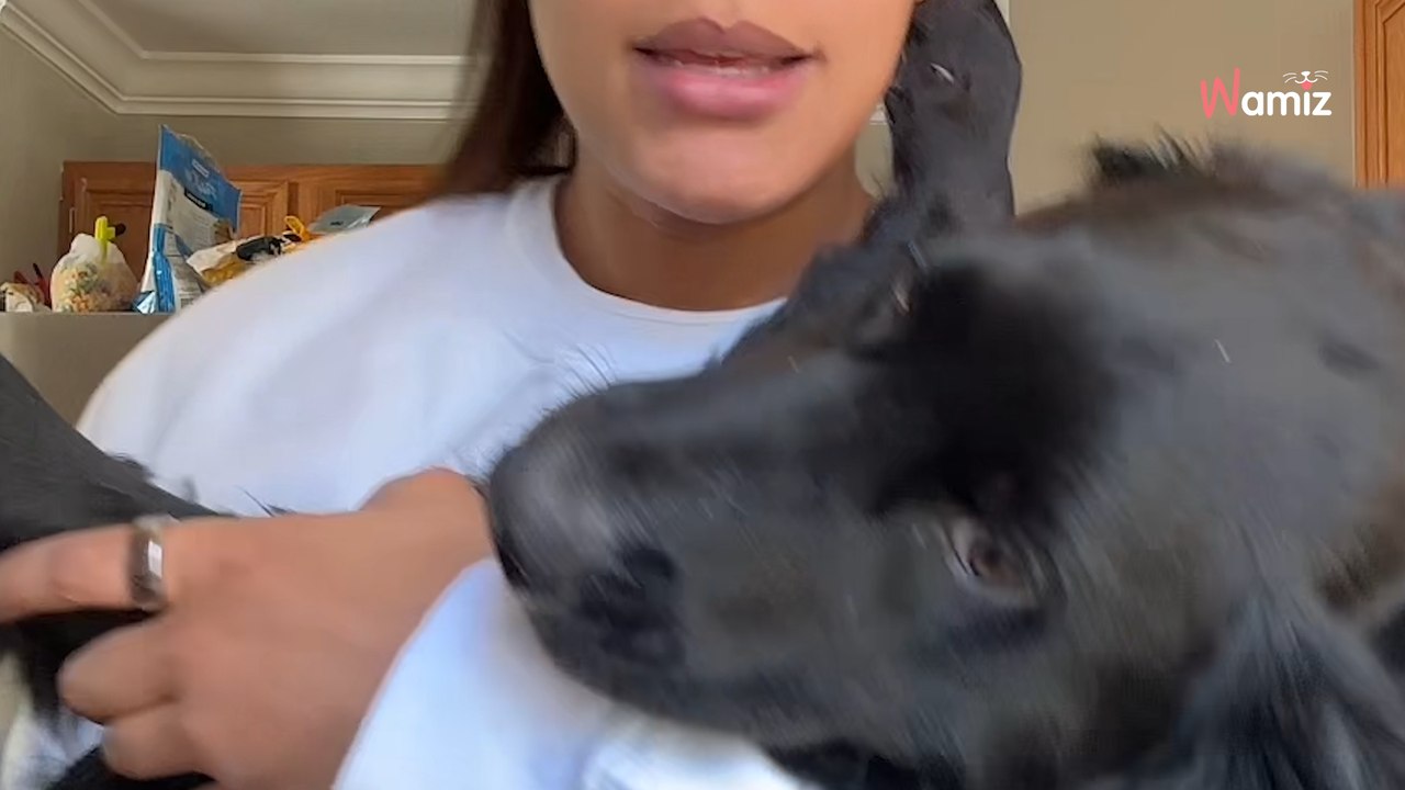 She thought she adopted a Labrador mix, but DNA results leave her baffled (video)