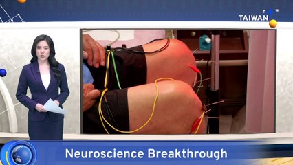 Academia Sinica Research Finds Pain and Soreness Are Distinct Sensations