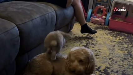 Rabbit chooses dog to be his playmate: their relationship will melt your heart