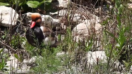 Pato colorado Netta rufina Laguna de Navaseca