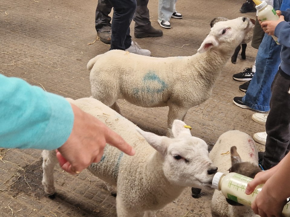 Court Farm Country Park: I visited the stunning farm near Bristol with lamb bottle-feeding, tractor rides and adorable animals - it's perfect for a day our this Easter
