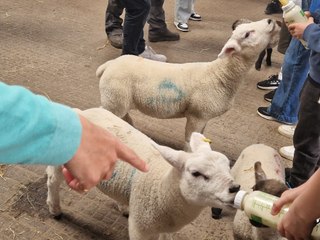 Court Farm Country Park: I visited the stunning farm near Bristol with lamb bottle-feeding, tractor rides and adorable animals - it's perfect for a day our this Easter
