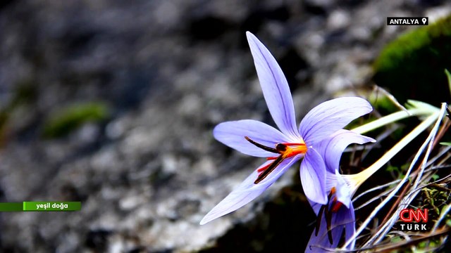Antalya'nın doğal hazinesi endemik bitki türlerinin hikayesi Yeşil Doğa'da ekrana geldi