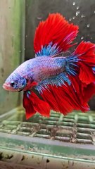 Ikan hias cupang