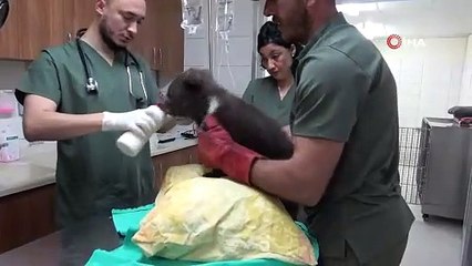 Sevimli yavru ayılar güvenli yuvalarına yerleştirildi