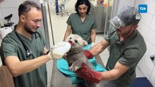 Doğada bulunan ayı yavruları Bursa'daki barınağın maskotu oldu