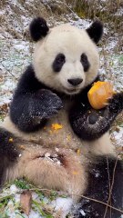 14- When Snowflakes Fall, My Soul Starts to Glow  #Panda