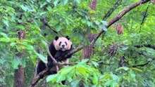15- Panda Habitat Chronicles of Four Seasons