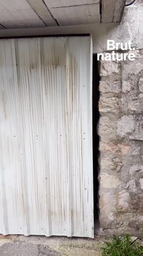 Jean-Noël Falcou et la culture traditionnelle du pays grassois