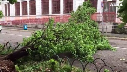 Maltempo a Milano, cade un albero davanti all'ingresso di una scuola