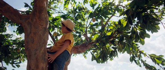 Chico Bento e a Goiabeira Maraviosa Película 2024