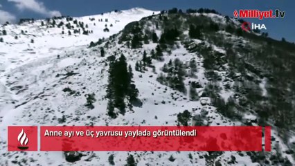Anne ayı ve üç yavrusu yaylada görüntülendi